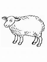 Sheep Animal sketch template