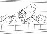 Parakeet Coloring Pages Bird Budgies Parakeets Kids Colouring Color Drawing Books Print Easy Cockatiel Happy Birthday Clarabelle Template Choose Board sketch template