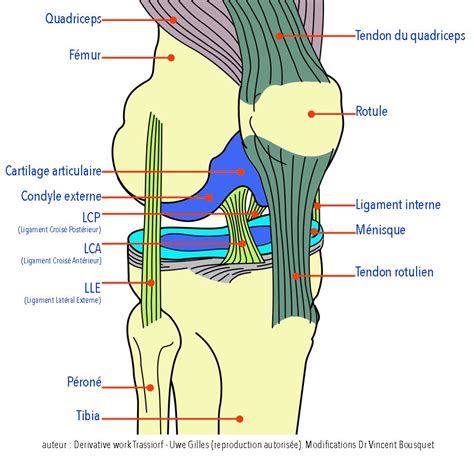 anatomie du genou dr bousquet specialiste du genou