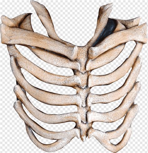 esqueleto humano máscara costela de osso máscara chifre