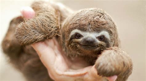 baby sloth sloths photo  fanpop