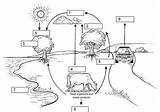 Cycle Carbon Biology Cycling Matter Drawing Diagram Ecosystems Dummies Within Blank Fill Worksheets Science Paintingvalley Water Nutrient Simple Printable Dioxide sketch template