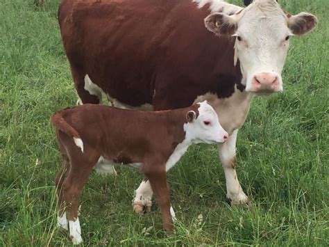 considerations  beef cattle calving cornell small farms