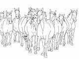 Herd Coloring Horses Fc02 sketch template