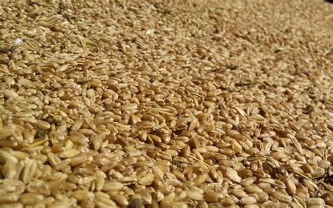 long term storage   store grains  legumes provident home