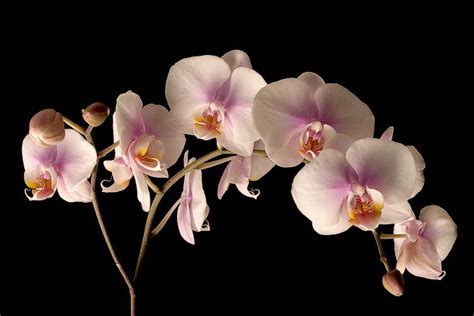 floweramous phalaenopsis phalaenopsis orchid