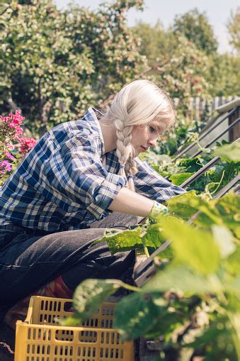 Blonde Teenage Girl In A Plaid Shirt And Jeans Is Picking Cucumbers In