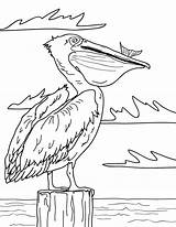 Pelican Coloring Pages Printable Louisiana Colouring Drawing Museprintables Sea Choose Board sketch template