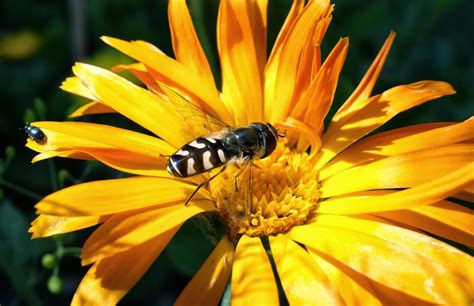 urban pollinators flies  forgotten pollinators