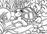 Schildpad Dieren Colouring Bord Outline sketch template