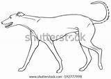 Greyhound Vector Dog Breed Sighthound sketch template