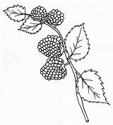 Lamponi Framboise Frambuesas Frambuesa Alimentation Frutta Invernale Raspberries Mures sketch template
