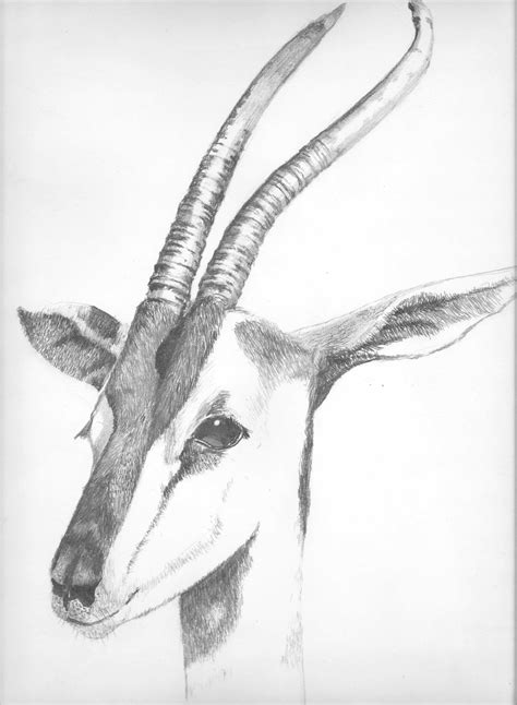 pencil drawing   gazelle  photographed   san diego zoo pencil