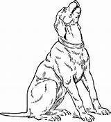 Bloodhound Labrador sketch template