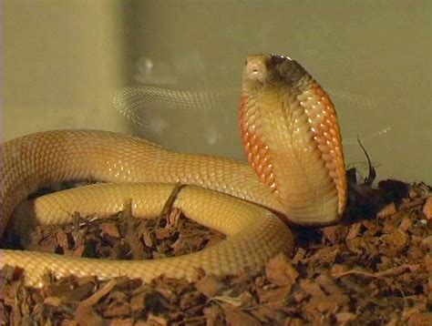 queen cobra snakes   college campus
