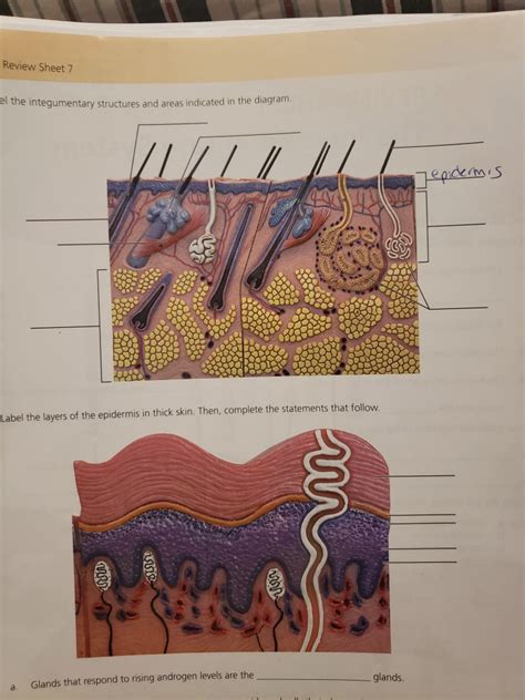 solved review sheet  el  integumentary structures  cheggcom