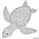 Coloring Turtle Mandala Zentangle Pages Coloringpagesfortoddlers Book sketch template