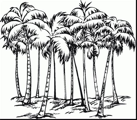 palm tree drawing outline  getdrawings