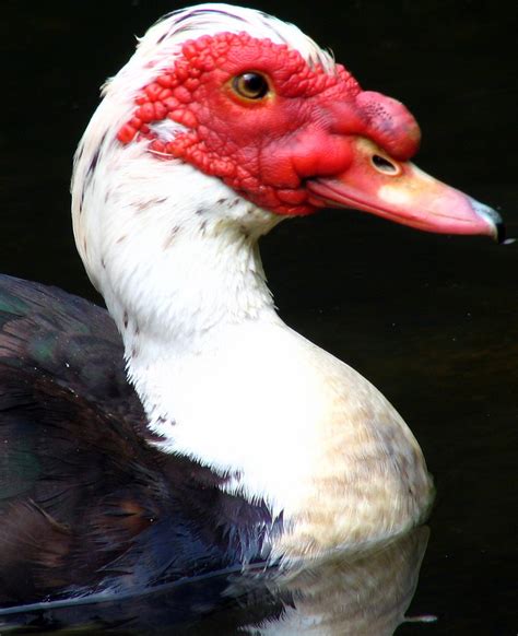 red faced muscovy duck        duck wi flickr