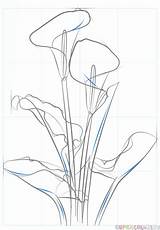 Calla Lily Drawing Draw Step Simple Supercoloring Lilies Flower Tutorials Paintingvalley Petals Lines sketch template