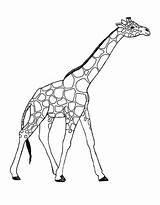Giraffe Coloring Pages Awesome Printable Animals Cartoon Netart Drawing Getcolorings Color Giraffes Choose Board sketch template