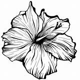 Flower Line Drawing Clip Hibiscus Clipart Illustration Drawings Floral Flowers Chinese Draw Sketches Cliparts Library Clipartbest Artists Tattoo Paintingvalley Lily sketch template