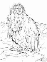 Condor Grand Condors Animal Designlooter Styles sketch template