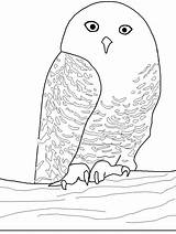 Owl Coloring Pages Owls Snowy Animal Animals Birds Snow Coloringpages1001 Printable Colored Already Canadian Print Templates Horned Great Gif Search sketch template