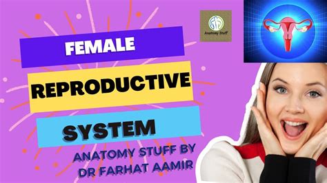 Female Reproductive System Anatomy Youtube