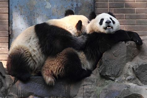 panda bear sets sex record popsugar love and sex
