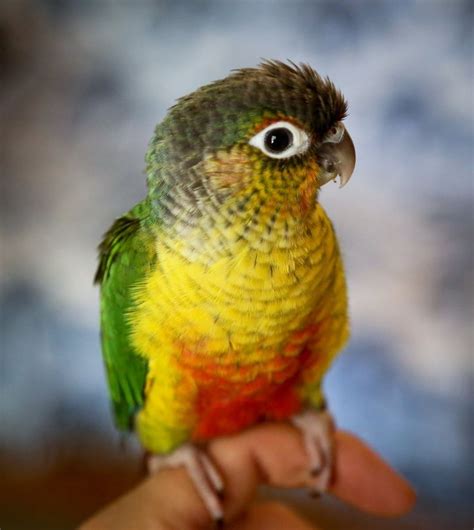 conure parrots images  pinterest