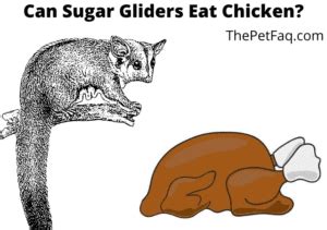sugar gliders eat chicken   turkey thepetfaq