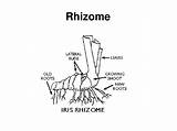 Rhizome sketch template