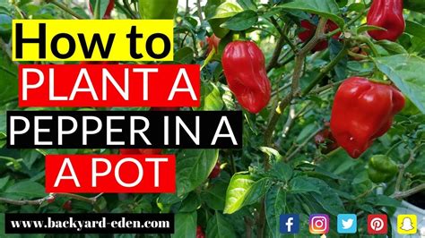 plant  pepper   pot growing peppers  pots  home youtube