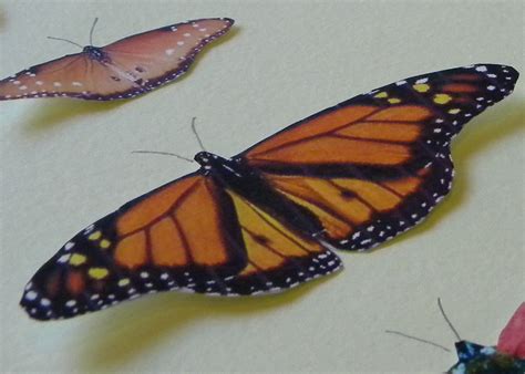 homework  creative blog  inspiration board butterfly specimen display