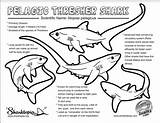 Thresher Learn Sharks Pelagic Basking sketch template