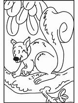 Eekhoorn Kleurplaten Scoiattolo Kleurplaat Titel Eichhörnchen sketch template