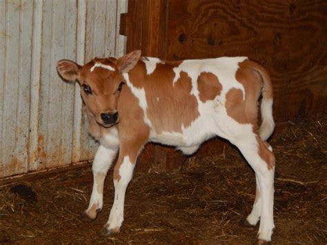 White Star Miniature Jerseys Featured Heifer ~ Bh Ruby ~ Please Meet