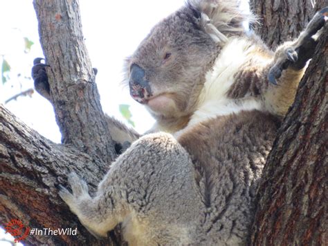 our wild koalas anzac echidna walkabout nature tours