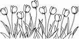 Drawing Tulip Coloring Flowers Flower Line Book Pngkit sketch template