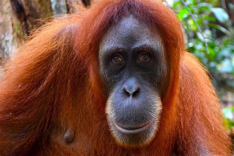 ecotravels jungle book orangutans elephants sumatra ecotravel