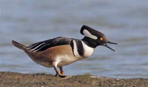 hooded merganser facts habitat diet life cycle baby pictures