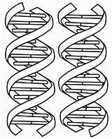 Dna Coloring Printable Kids Worksheet Double Pages Helix Structure Drawing Molecule Color Sheet Clipart Replication Worksheets Cliparts Rna Biology Sheets sketch template
