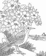 Coloring Meadowlark Flower State Pages Bird Dogwood Birds Dakota Printable Western Goldenrod Tree Prairie Rose North Para Colorir Indian Nevada sketch template