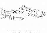 Trout Paintingvalley Fishes sketch template