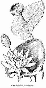 Seerosen Seerose Disegni Ninfee Ninfea Blumen Colorare Malvorlage Ausmalen sketch template