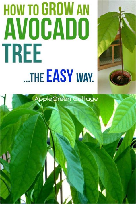 Avocado Plant From Seed Grow Avocado Avocado Seed Easy Craft