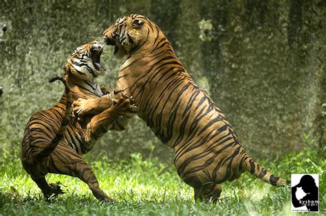tigers fighting copyright kysham kien yee sham flickr