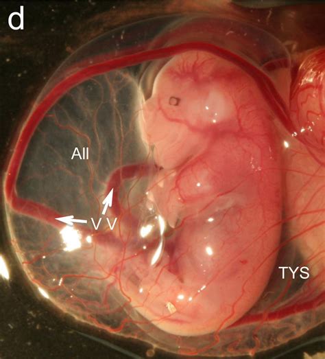 file wallaby embryo 05 embryology