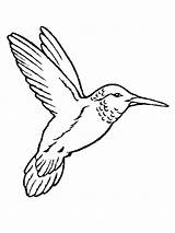 Ptica Oiseaux Bojanke Ptice Uccelli Nazad Gifgratis Decu Prend sketch template